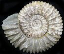 Pavlovia Ammonite Fossil - Siberia #29752-1